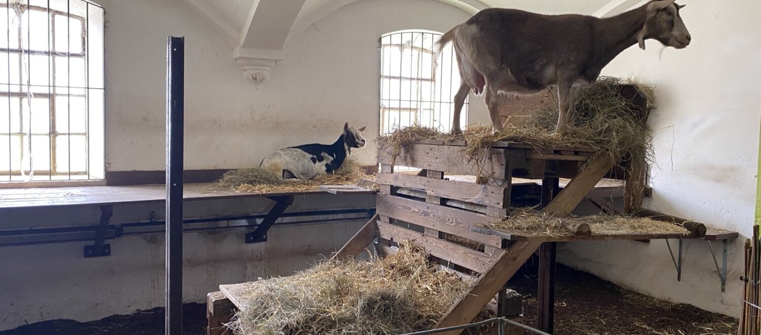 Zu sehen ist der Ziegenstall des Dominikus-Ringeisen-Werks. Hier hüpfen zwei Ziegen durch den Stall. 